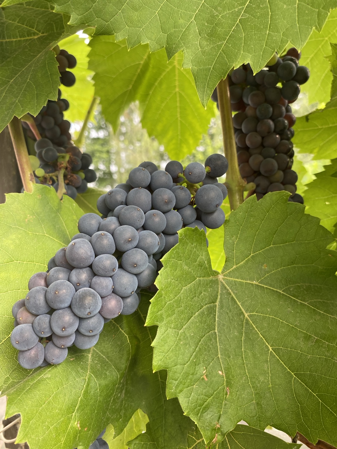 Dark grape clusters beneath sunlit green vine leaves
